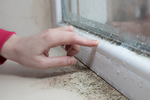 Best Real Estate Mold Inspection  in Lakeside Park, KY